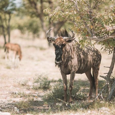 Etosha Safari Campsite 外观 照片
